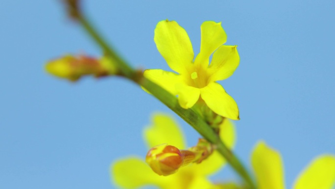 迎春花 春天开花延时