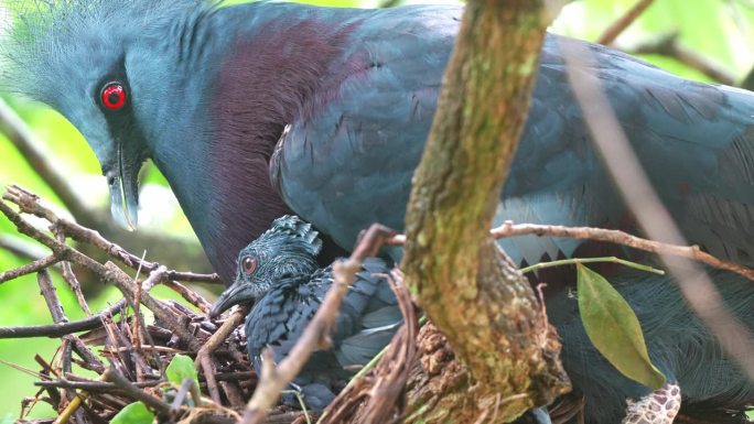 成年维多利亚冠鸽，goura维多利亚栖息在树巢，养育和抚养婴儿，表现出呼吸沉重或喉咙异常运动，呼吸窘