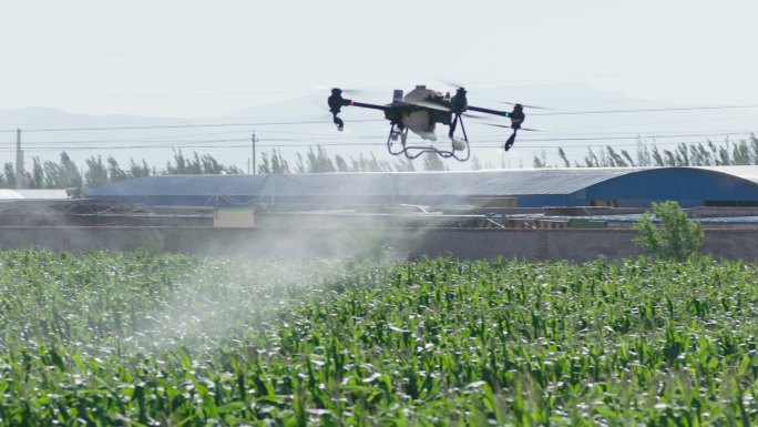 玉米地打药