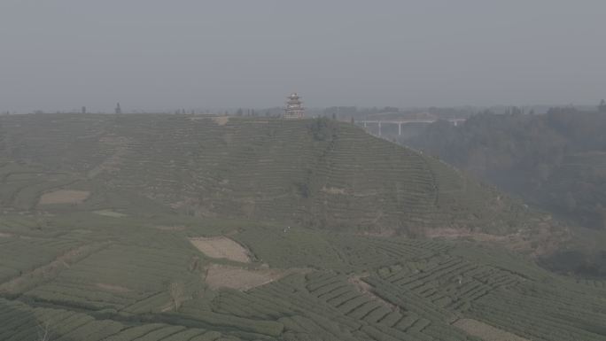 雅安市名山区骑龙村茶园城市标志建筑延时