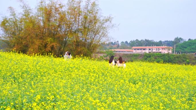 油菜花花海