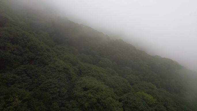 烟雨濛濛的森林山林树木雾气