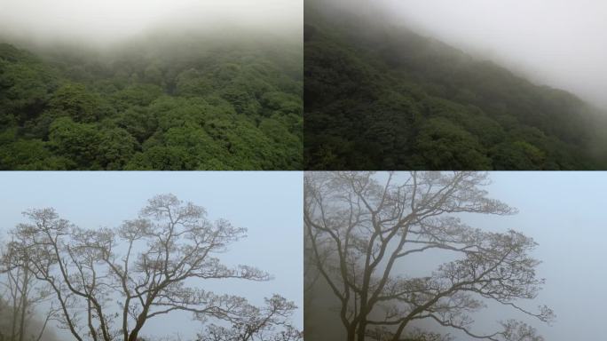 烟雨濛濛的森林山林树木雾气