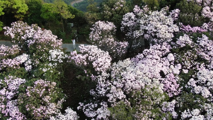 航拍深圳梧桐山杜鹃花