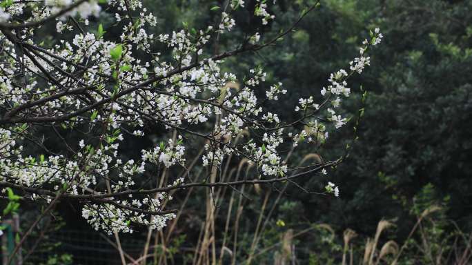 春雨绵绵唯美樱花花瓣随风飘落