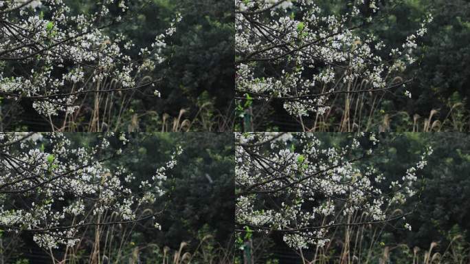 春雨绵绵唯美樱花花瓣随风飘落