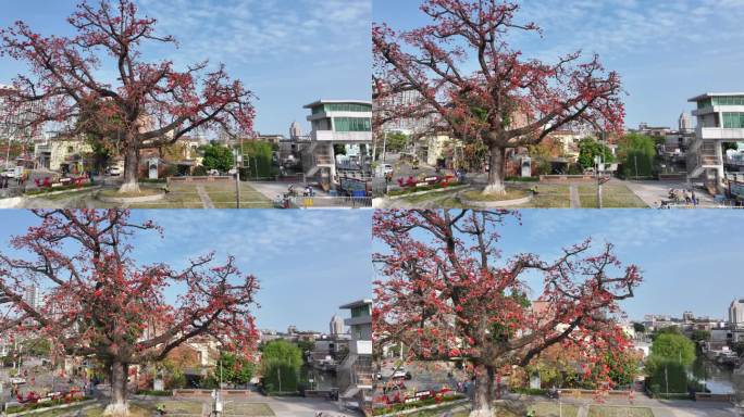 中国广东省佛山市顺德区新滘水闸木棉花