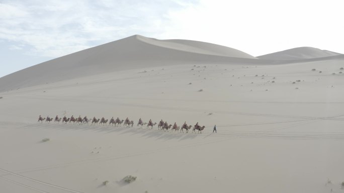 沙漠里的骆驼队 航拍素材