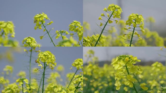 油菜花蜜蜂采蜜特写