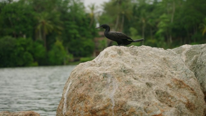 乘船游猎时，鸬鹚栖息在河边的岩石上。鸟儿凝视着水面，翅膀在郁郁葱葱的栖息地扇动。热带风景中捕捉到的鸟