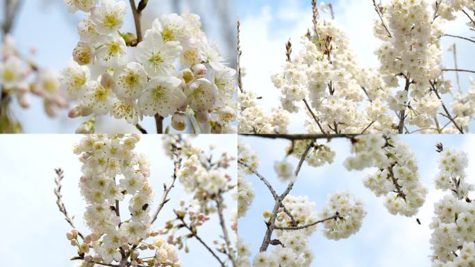 晴朗天气蓝天阳光下盛开的樱桃花