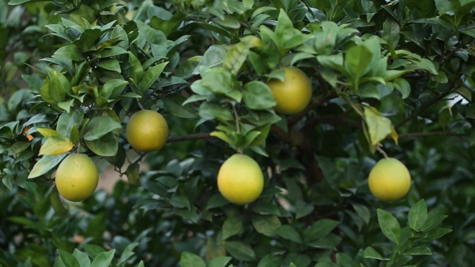 果园 橙子树 果树上的脐橙 绿色橙子