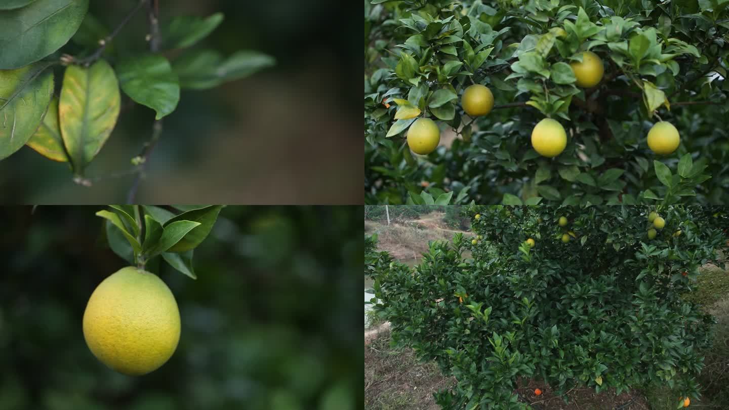 果园 橙子树 果树上的脐橙 绿色橙子