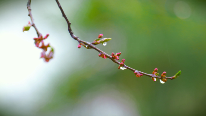 春雨 谷雨 清明 春雨滋润嫩芽