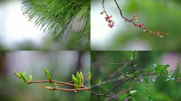 春雨 谷雨 清明 春雨滋润嫩芽