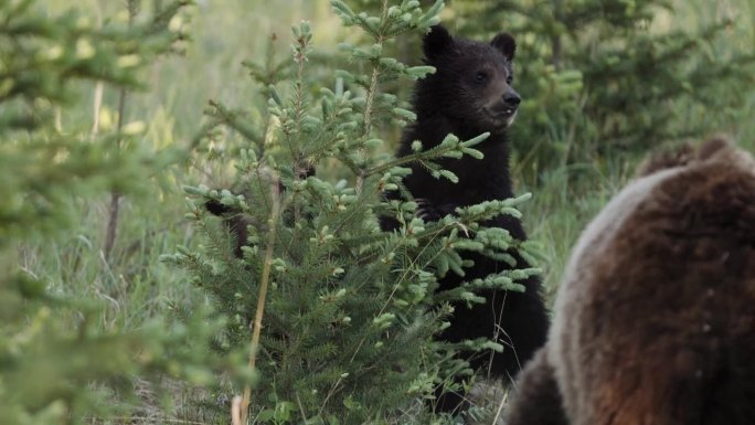 一只小灰熊幼崽小心翼翼地从一棵云杉树的绿色后面向外窥视，它集中的目光表明它很好奇，或者在寻找它的妈妈