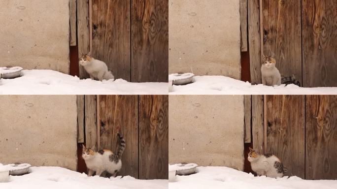 雪中流浪猫。饥饿的猫在冬天-50°C。寒冷天气里流浪的猫。猫感到冷，悲伤的景象。小猫需要被收养。街上