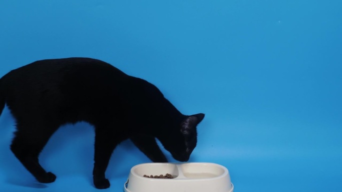 一只挑食的家黑猫闻了闻杯子里的食物，不想吃，把难闻的气味埋起来，抓痒。动物对干粮过敏。