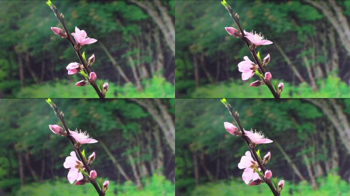 桃花延时 万物复苏 百花齐放