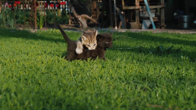 走失的小猫在草坪上走着找妈妈