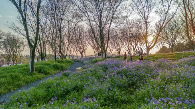 南昌凤凰沟景区夕阳下丛林里的紫色花与人群