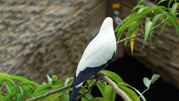 花斑皇鸽，羽管双色，羽毛黑白分明，栖息在树枝上，好奇地打量着周围的环境，近距离拍摄。
