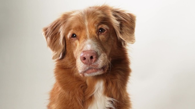 新斯科舍省鸭鸣寻回犬突出显示在一个简单的背景