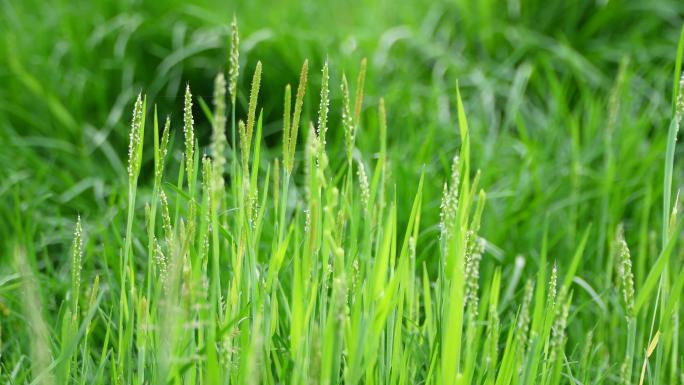 春日氛围感  绿草茵茵