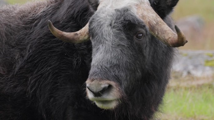 麝牛(Ovibos moschatus，拉丁语麝香羊牛)，也拼写为麝牛和麝牛，复数麝牛或麝牛是牛科的