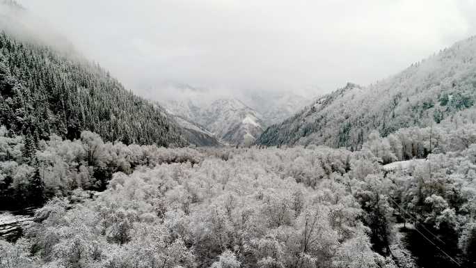 青海互助北山国家森林公园雪景雪松