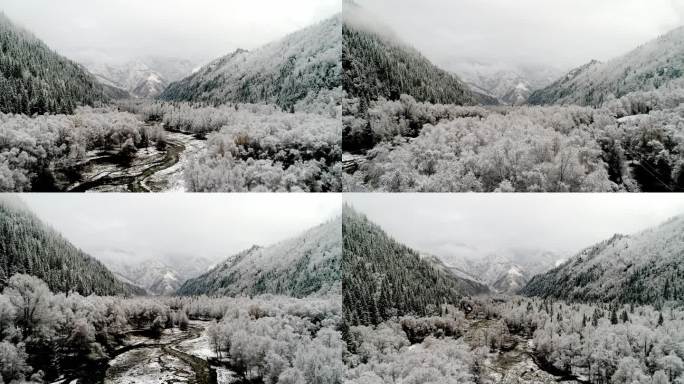 青海互助北山国家森林公园雪景雪松