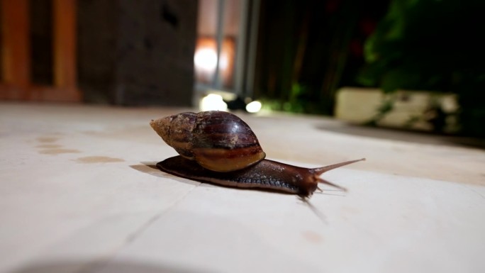 大型棕色蜗牛在物体表面滑行时，会留下粘液分泌物