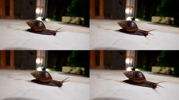 大型棕色蜗牛在物体表面滑行时，会留下粘液分泌物