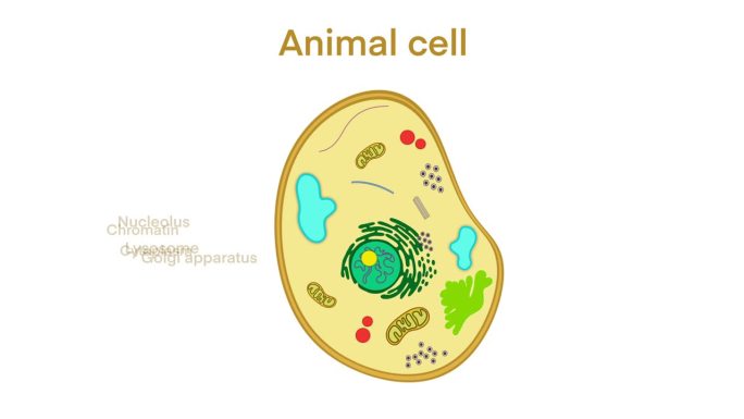 动物细胞解剖，生物动物细胞与细胞器横切面，动物细胞