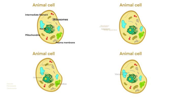 动物细胞解剖，生物动物细胞与细胞器横切面，动物细胞
