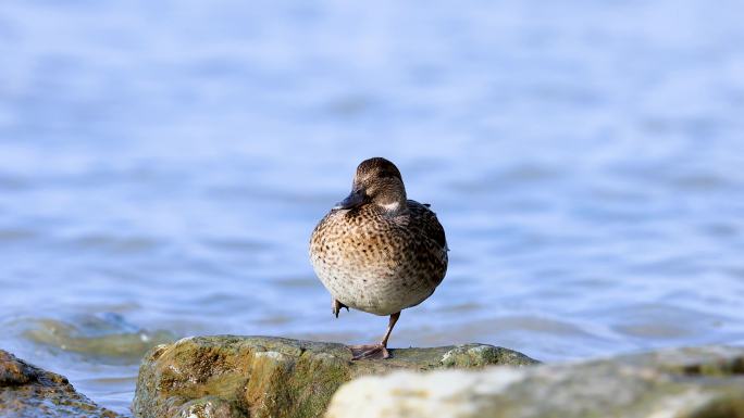 深圳湾赤颈鸭特写、清理羽毛