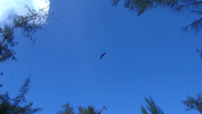 成群结队的海鸥