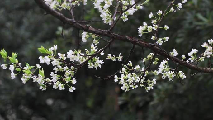 春雨绵绵唯美樱花花瓣随风飘落