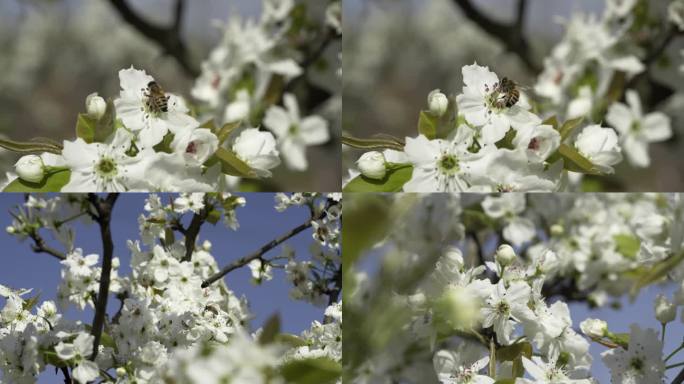 梨花 蜜蜂在梨花上采蜜