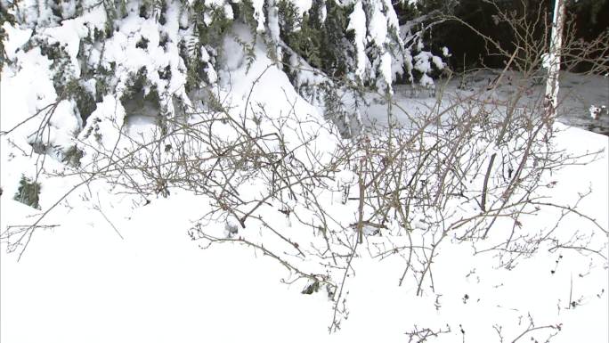 合肥植物园 公园 雪景 白雪 植物 树木