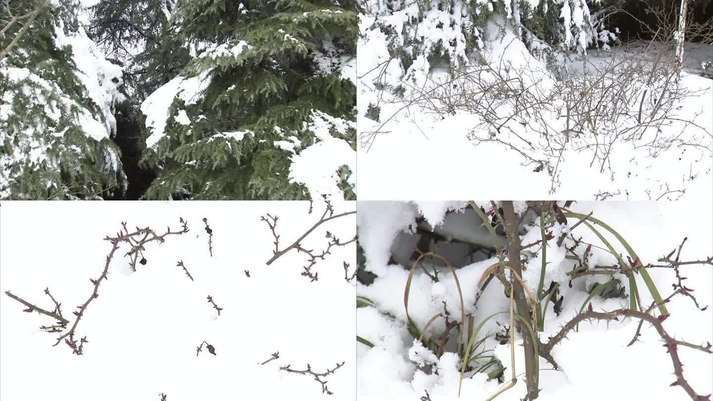 合肥植物园 公园 雪景 白雪 植物 树木