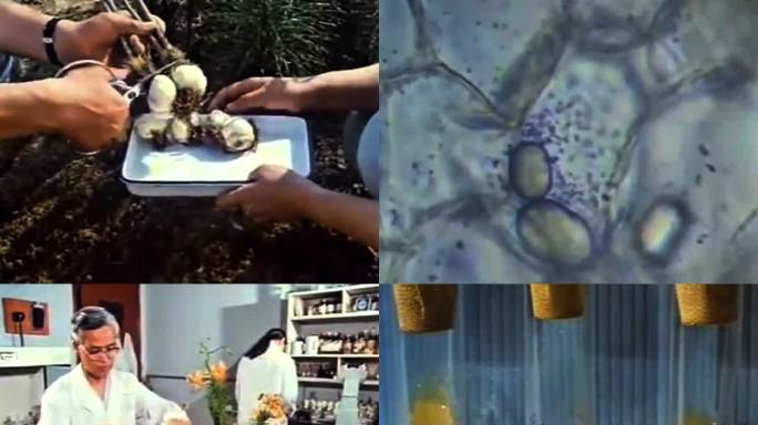 80年代 中国科学家首次发现百合内生菌