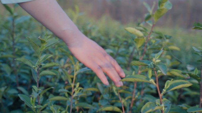 采茶女茶园 用手抚摸茶叶