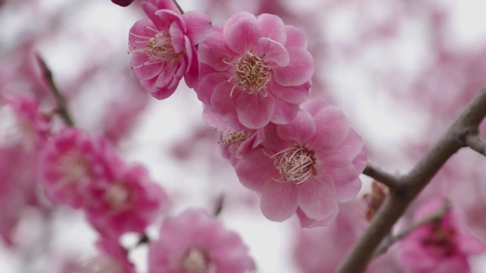 春天的梅花特写春暖花开春季粉色