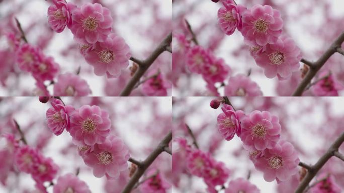春天的梅花特写春暖花开春季粉色