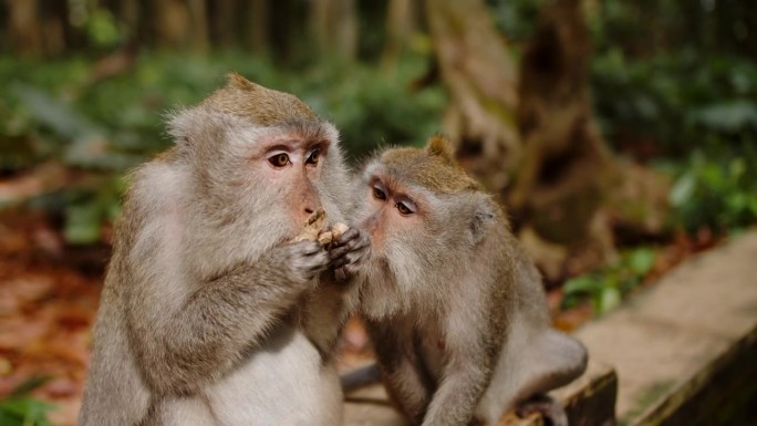 猴子在猴子的森林里看着另一只猴子吃花生。