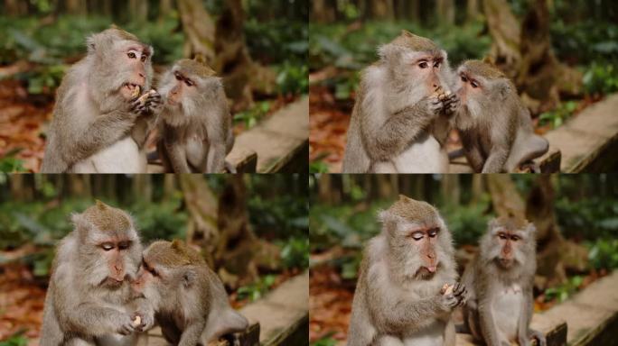 猴子在猴子的森林里看着另一只猴子吃花生。