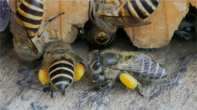 土蜂传统养殖，升格微观视角下的蜜蜂生活