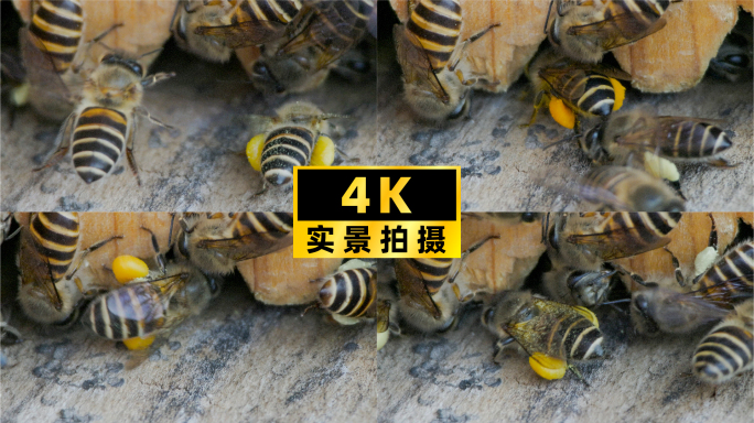 土蜂传统养殖，升格微观视角下的蜜蜂生活