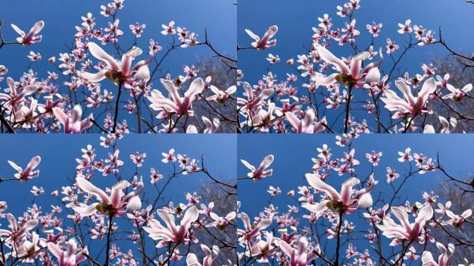 春天晴朗的天空玉兰花美丽绽放